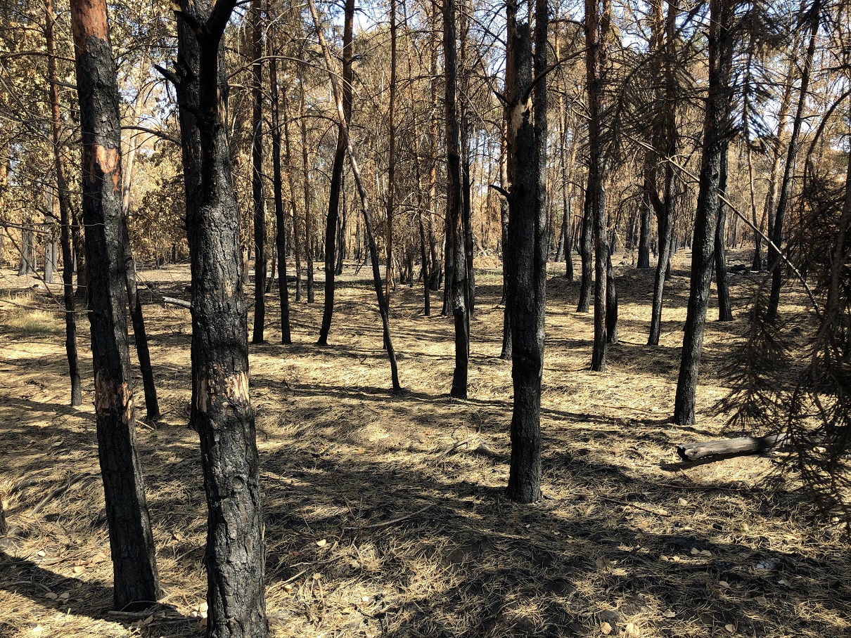 In der Gohrischheide wurde im Jahr 2022 mit einer Schadfläche von etwa 553 Hektar der größte Einzelwaldbrand seit 1992 verzeichnet