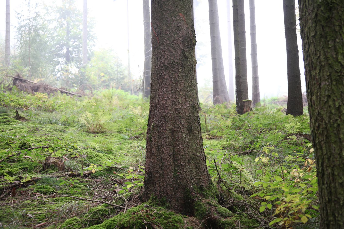 Foto_2_2